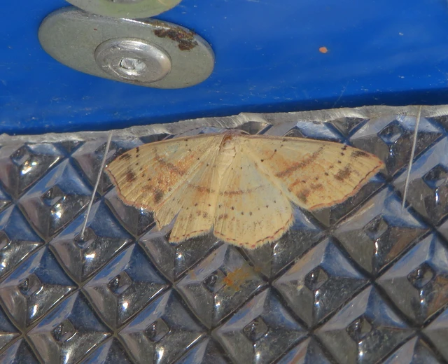 Cyclophora punctaria - sávos pettyesaraszoló