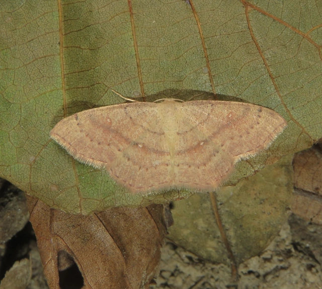 Cyclophora linearia - vonalas pettyesaraszoló