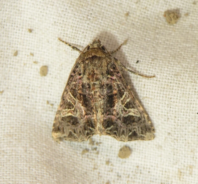 Sideridis rivularis - vörhenyes szegfűbagoly