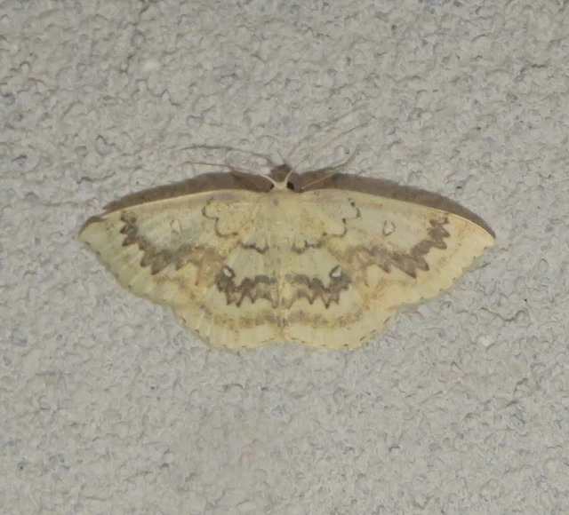 Cyclophora annularia - gyűrűs pettyesaraszoló