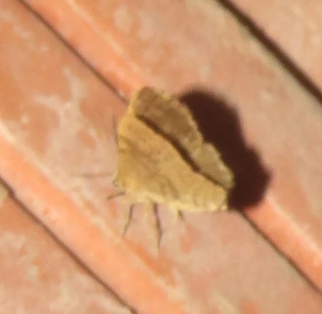 Euchoeca nebulata - barnás égeraraszoló