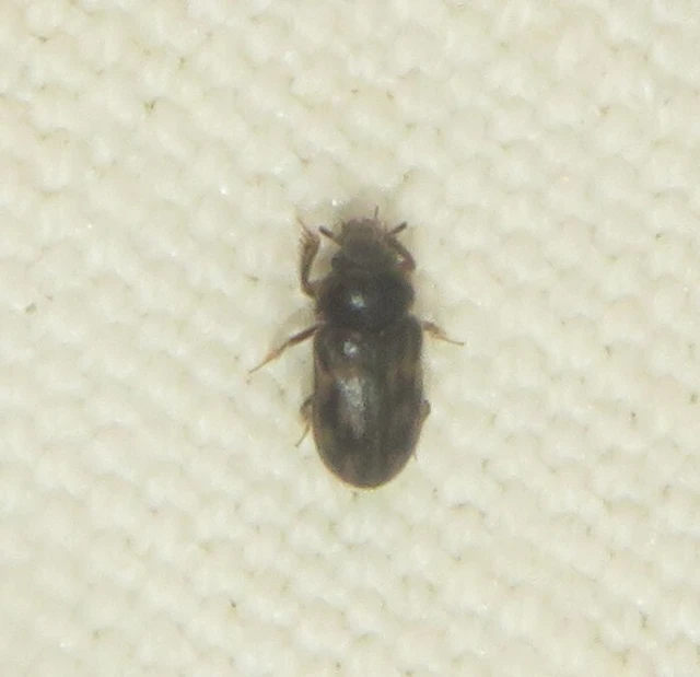 Heterocerus fenestratus - foltos iszapbogár