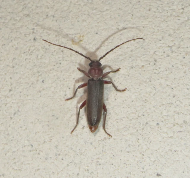 Arhopalus rusticus - gödrösnyakú cincér