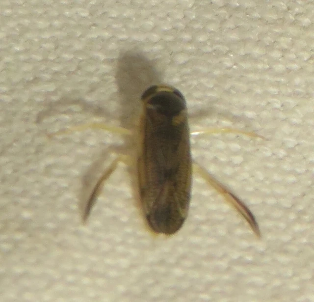 Corixidae - búvárpoloskák Corixidae - búvárpoloskák