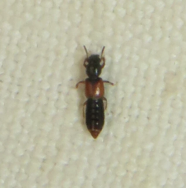 Bledius cribricollis - pirosszárnyú ásóholyva Bledius cribricollis - pirosszárnyú ásóholyva