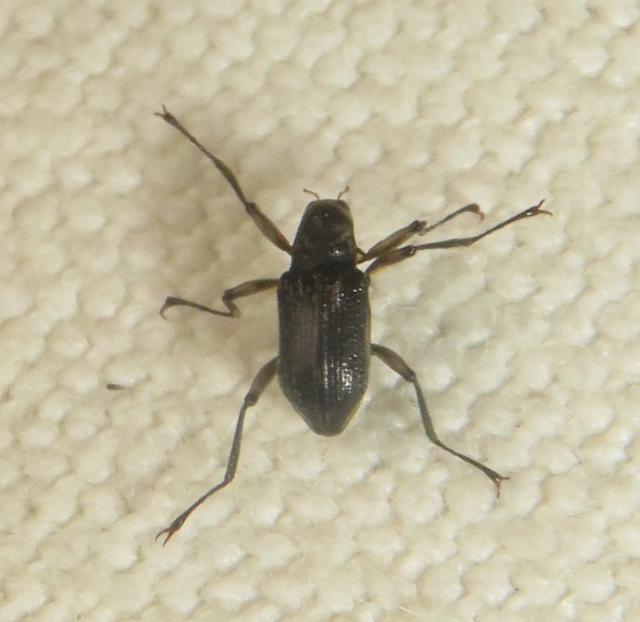 Macronychus quadrituberculatus - négypúpú karmosbogár