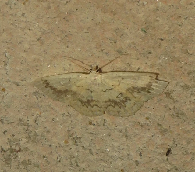 Cyclophora annularia - gyűrűs pettyesaraszoló