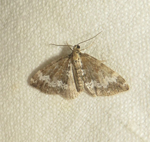Perizoma alchemillata - árvacsalán-araszoló