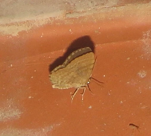 Euchoeca nebulata - barnás égeraraszoló