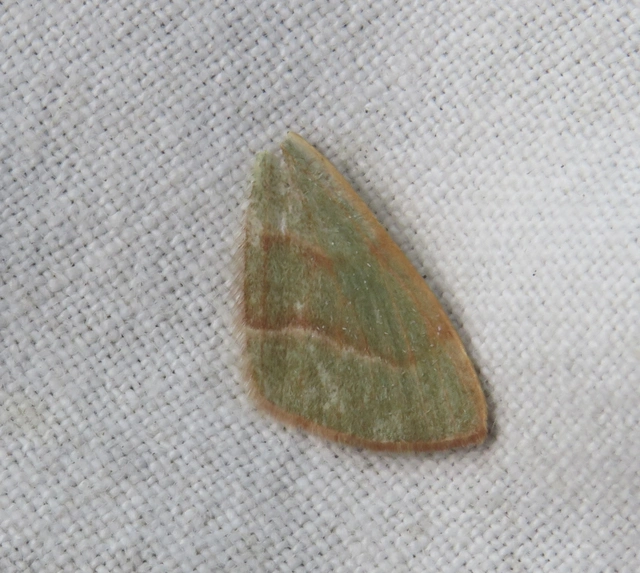 Hylaea fasciaria - erdeifenyő-sávosaraszoló