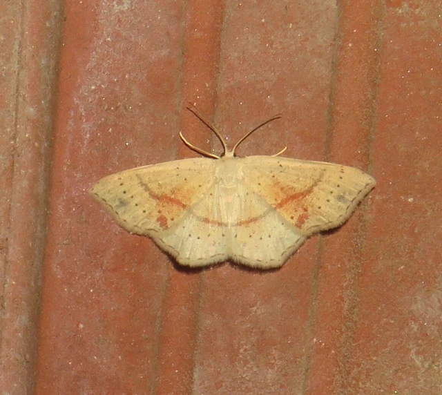 Cyclophora punctaria - sávos pettyesaraszoló
