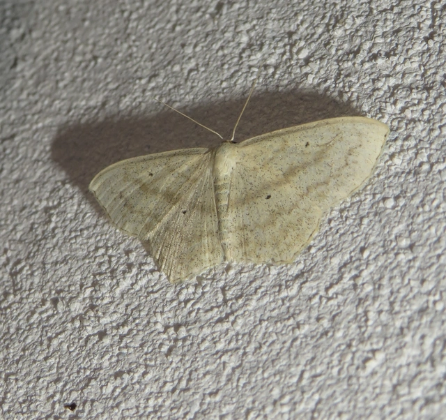 Scopula nigropunctata - feketepettyes araszoló
