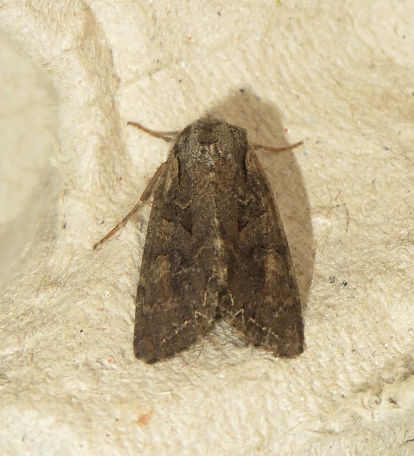 Lacanobia thalassina - borbolya-kertibagoly