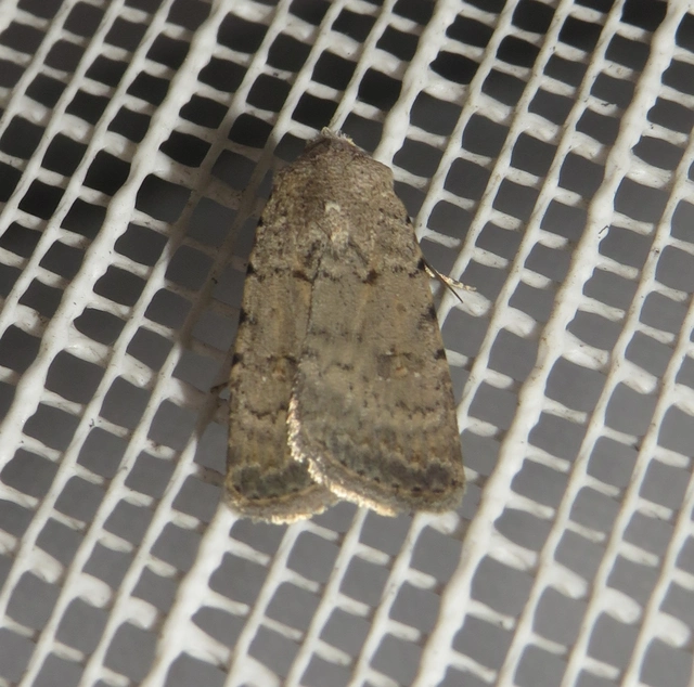 Paradrina clavipalpis - közönséges selymesbagoly