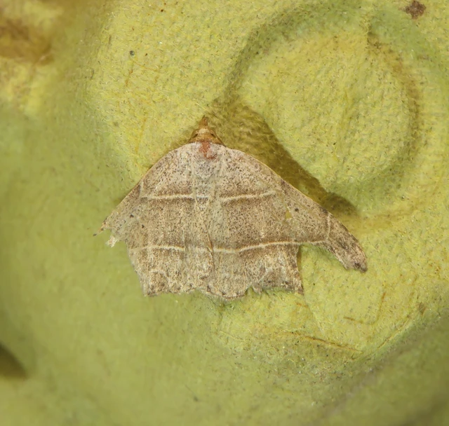 Laspeyria flexula - zuzmóbagoly