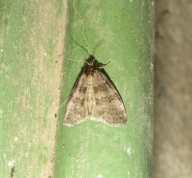 Ochropacha duplaris - égerlevél-pihésszövő