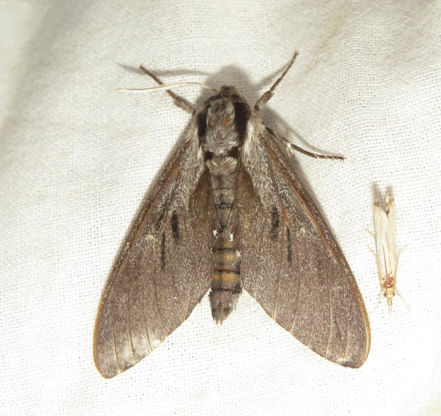Hyloicus pinastri - fenyőszender