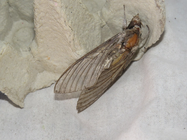 Agrius convolvuli - szulákszender
