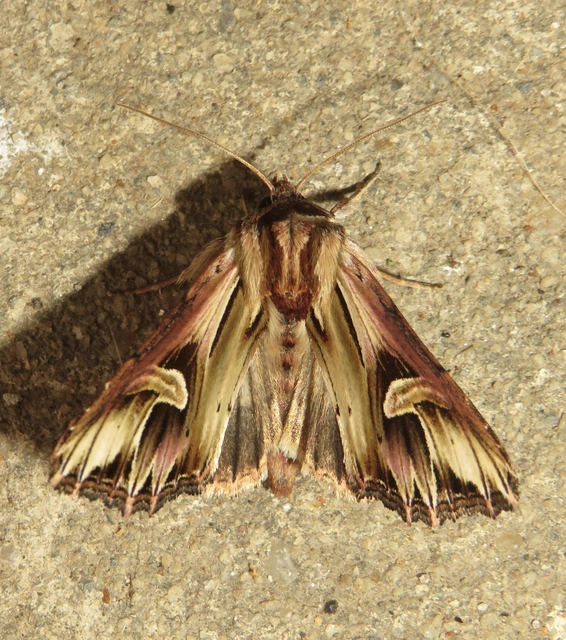 Actinotia polyodon - nagy sugarasbagoly