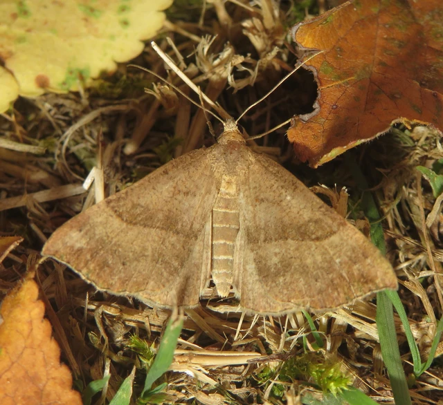 Hypena proboscidalis - ormányos karcsúbagoly