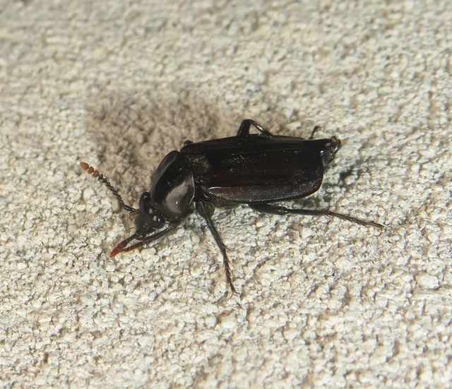 Necrodes littoralis - nagy dögbogár
