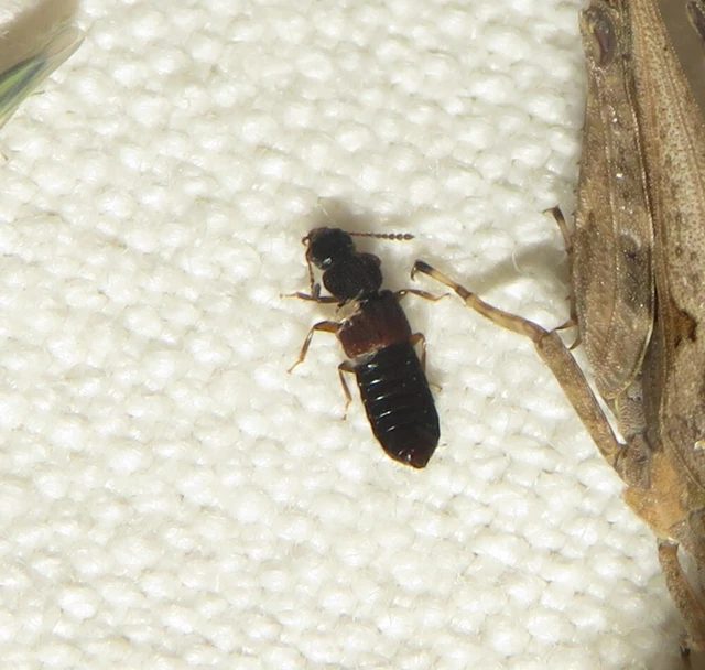 Anotylus rugosus - rovátkáshátú korhóholyva Anotylus rugosus - rovátkáshátú korhóholyva
