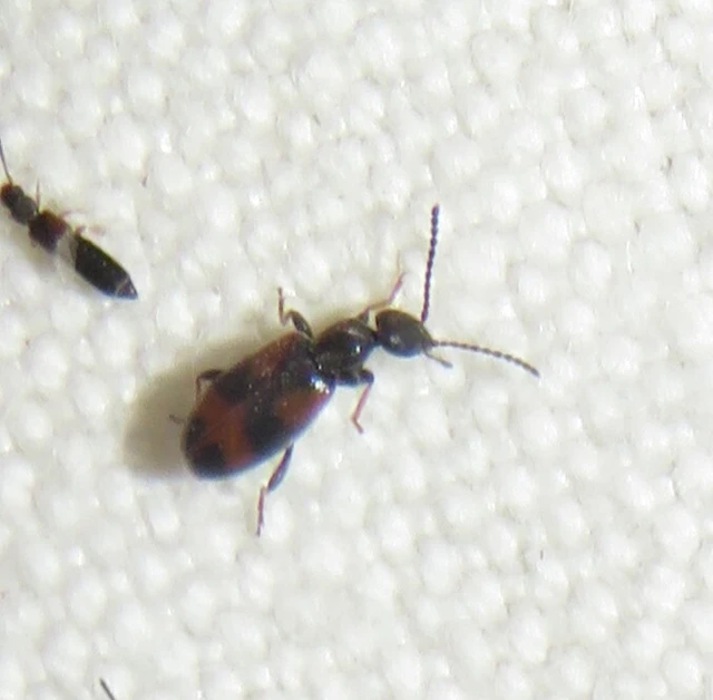 Anthicus antherinus - közönséges fürgebogár