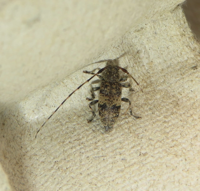 Leiopus nebulosus - öves gesztcincér
