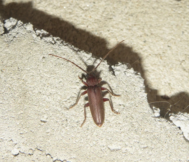 Arhopalus rusticus - gödrösnyakú cincér