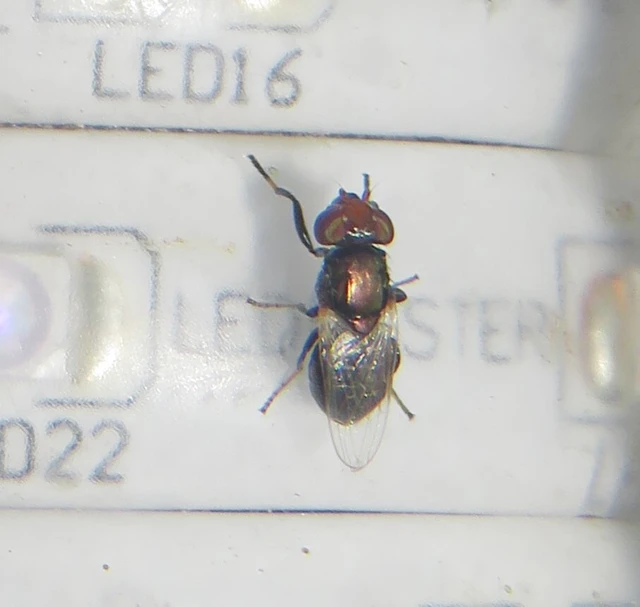 Physiphora alceae