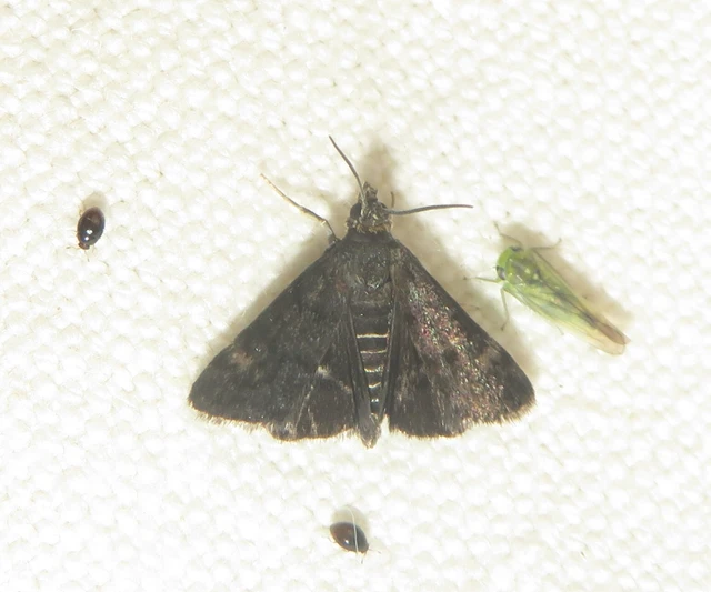 Heliothela wulfeniana - fényes kormosmoly