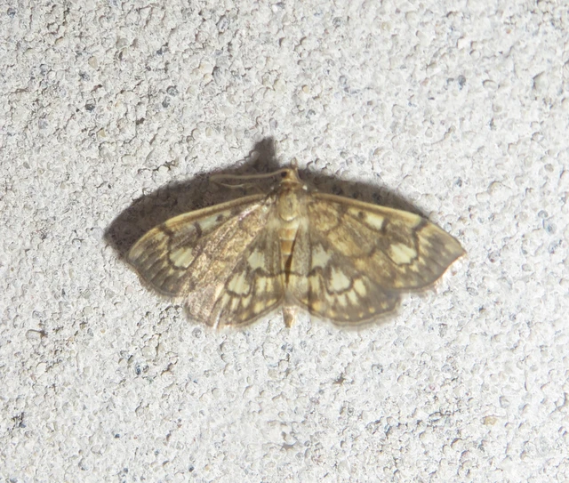 Anania stachydalis - mocsári dudvamoly
