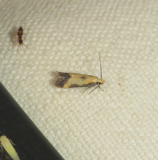 Brachmia dimidiella - citromkocsord-lápimoly