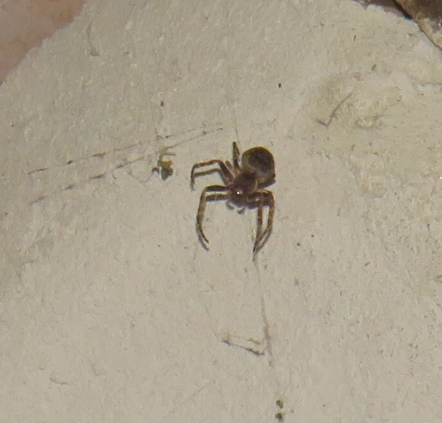 Larinioides