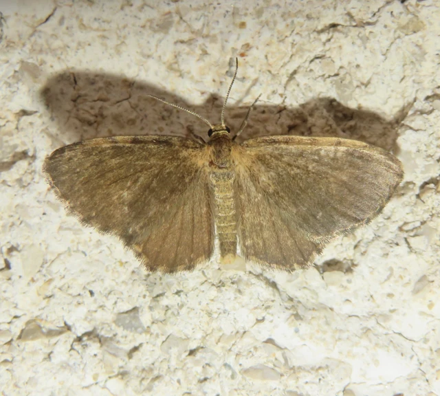 Euchoeca nebulata - barnás égeraraszoló