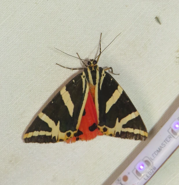 Euplagia quadripunctaria - csíkos medvelepke