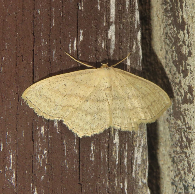 Scopula nigropunctata - feketepettyes araszoló