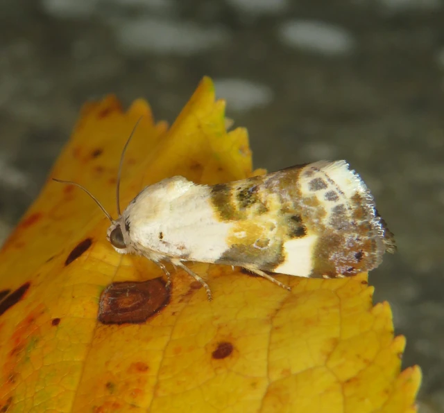 Acontia lucida - fehér nappalibagoly