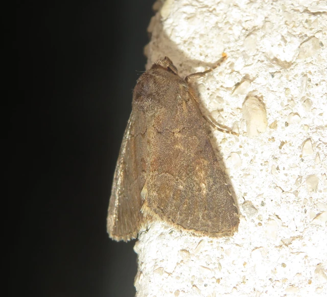 Thalpophila matura - fakó erdeibagoly