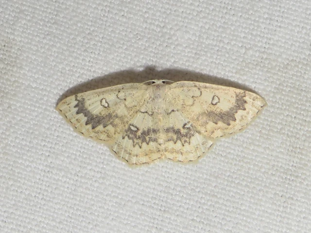 Cyclophora annularia - gyűrűs pettyesaraszoló