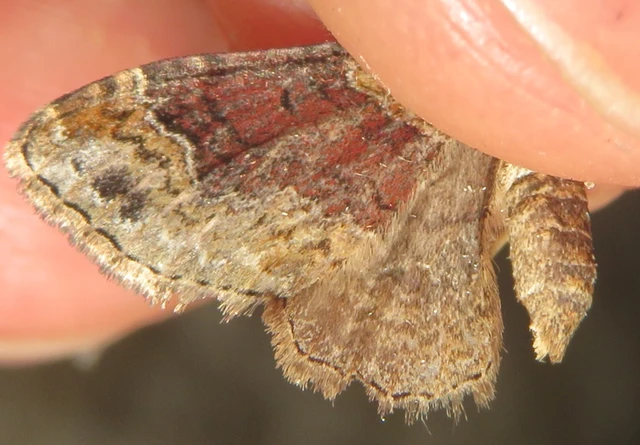 Xanthorhoe ferrugata - kerti tarkaaraszoló