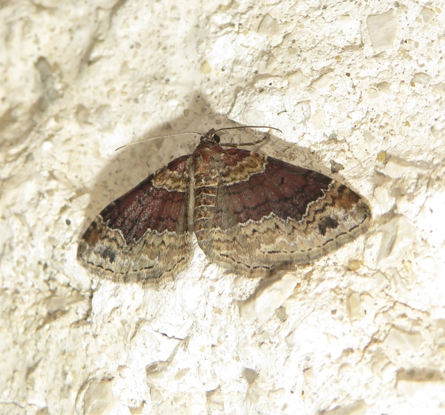 Xanthorhoe ferrugata - kerti tarkaaraszoló