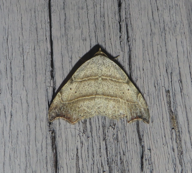 Laspeyria flexula - zuzmóbagoly