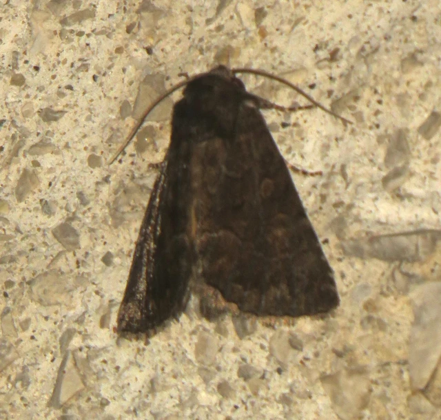 Thalpophila matura - fakó erdeibagoly