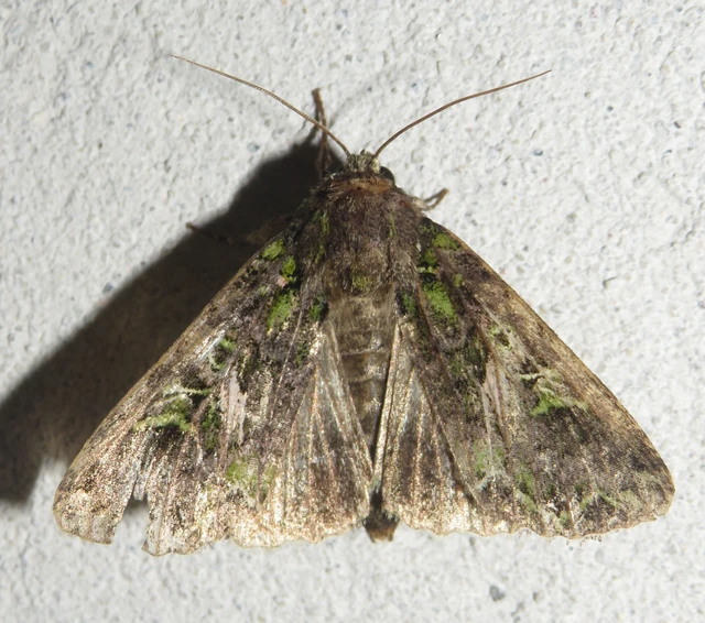 Trachea atriplicis - nyári zöldbagoly