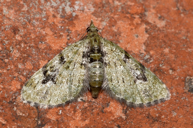 Chloroclystis v-ata - zöldes törpearaszoló
