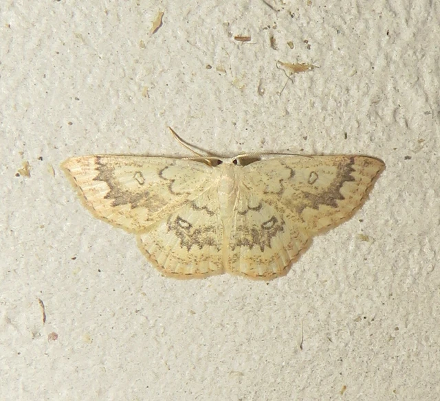 Cyclophora annularia - gyűrűs pettyesaraszoló