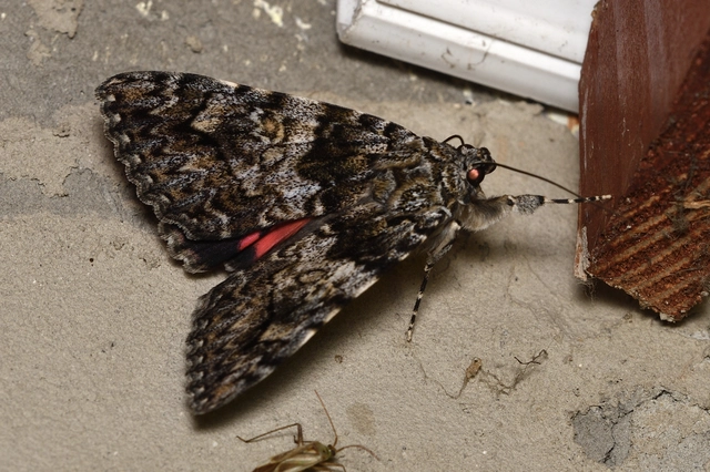 Catocala promissa - kis tölgyfa-övesbagoly