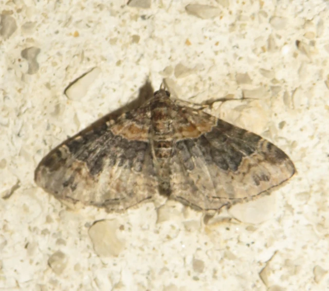 Xanthorhoe ferrugata - kerti tarkaaraszoló