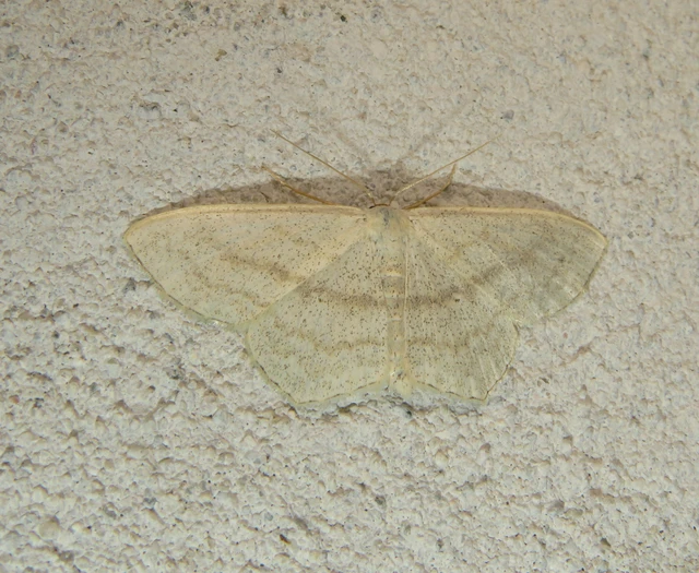 Scopula nigropunctata - feketepettyes araszoló